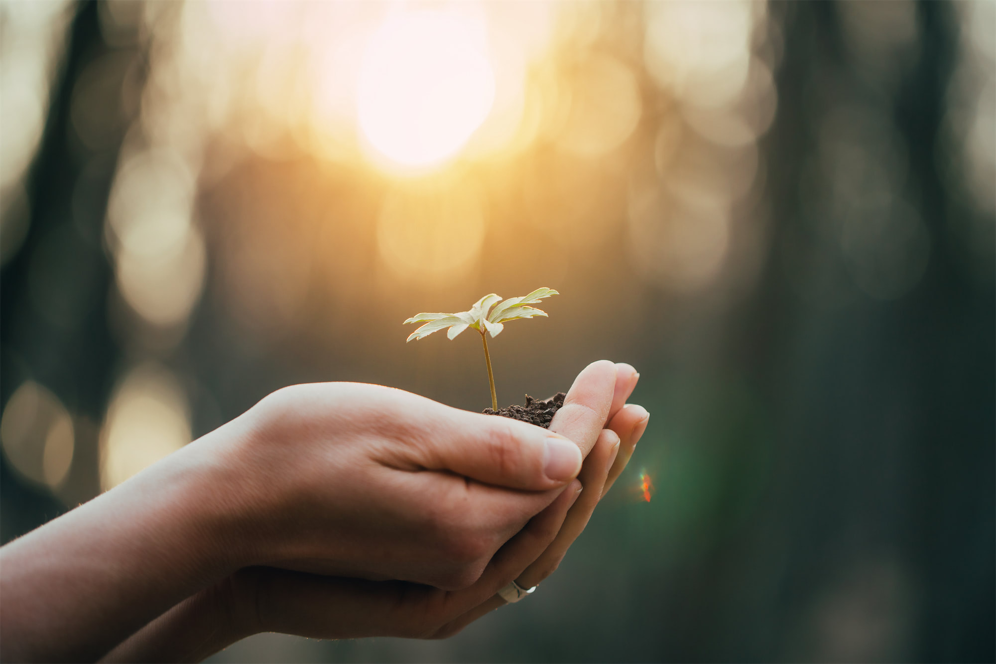 Embrace Growth and Healing with OkulaMatata Counseling: Navigating Anxiety, Trauma, and Relationship Challenges